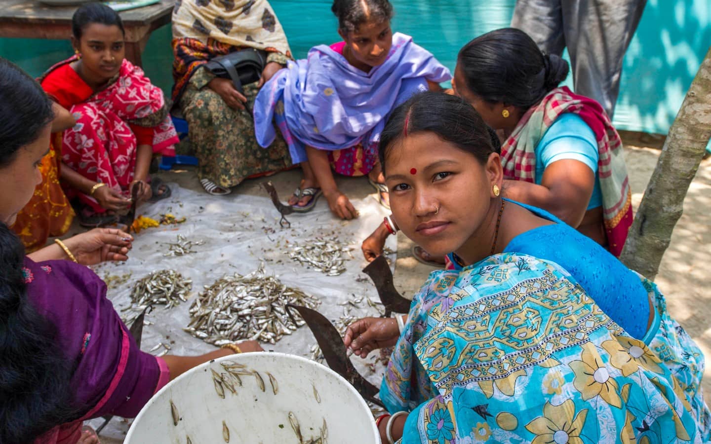 Bangladesh/Indian Presenting Women. They Are Sitting/bent On The Floor In A Circle And Sorting Raw Fish In A Bowl.