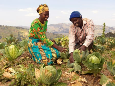 Photo of smiling African woman and man harvesting from a field